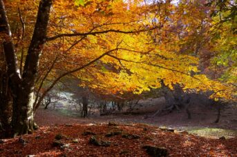 Autunno nel Parco Naturale dei Monti Aurunci: si celebra la Giornata Nazionale dell’Albero